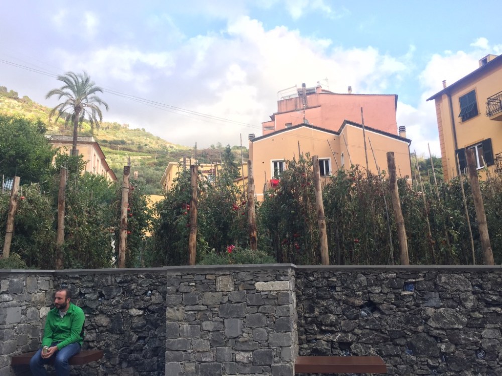 Monterosso al Mare tomatoes